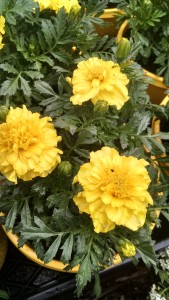 Marigolds are an easy and popular companion plant
