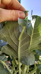 This little guy was having a munch of my broccoli. The deep cuts in the leaf are clearly from a caterpillar