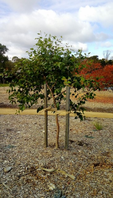 Multi stacking for a single eucalyptus tree