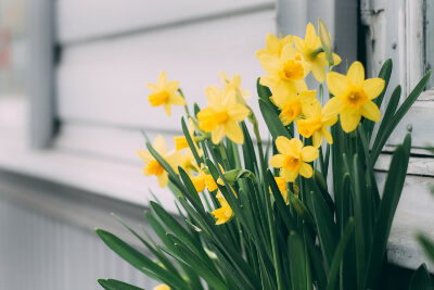 April is also a great month for planting spring bulbs, such as daffodils