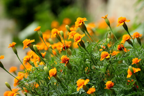 The scent of marigold flowers put off caterpillars, so they leave your vegetables that are close by alone