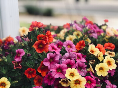 August is the best time to plant your annuals like Petunias and Vincas