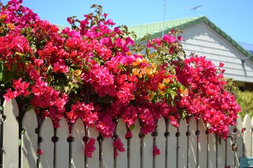 Bougainvilleas may also be trying to take over your garden so prune them back to keep them under control