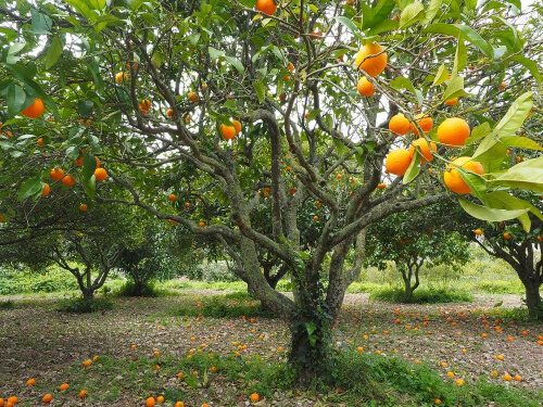 Citrus trees, and trees in general, really like to be planted in Autumn