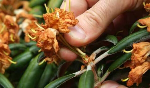 Deadheading is the process of removing dead or near-dead flowers from a plant