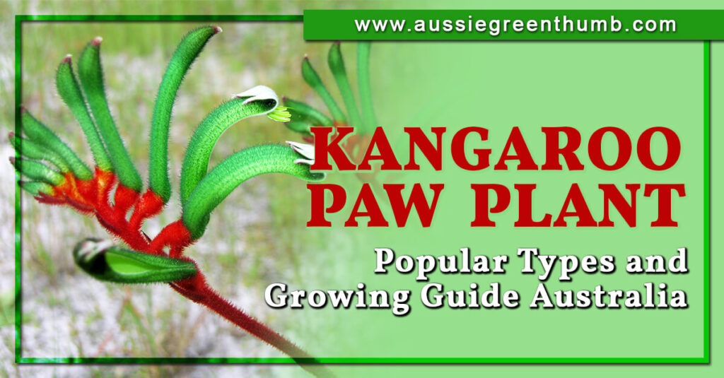 Kangaroo Paw Plant Popular Types and Growing Guide Australia