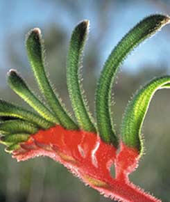 Kangaroo Paw plants are noted for their unique bird-attracting flowers