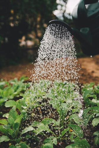 Keep an eye on your vegetables and make sure you are watering them regularly