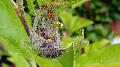 Keep an eye throughout March for bugs and caterpillar trying to take over your plants