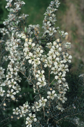 Leptospermum lanigerum can be found along tropical and subtropical regions of Victoria and Tasmania