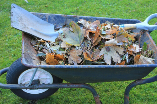 Make use of the fallen autumn leaves as mulch