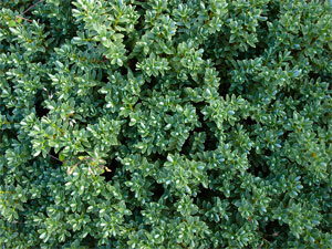Most hedge plants can handle regular light trims to keep them in shape