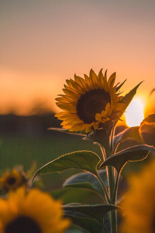 Plant annuals like sunflowers that can handle full sun so you keep your garden looking great right into autumn