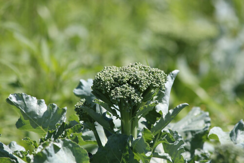 Start planting some of your more winter friendly vegetable types, such as broccoli, cauliflower and cabbage