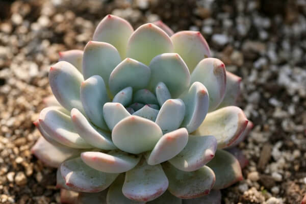 Succulent normally have large, fleshy stems or leaves, specifically designed to store water so that the plant is able to survive in climates where rainfall may be small
