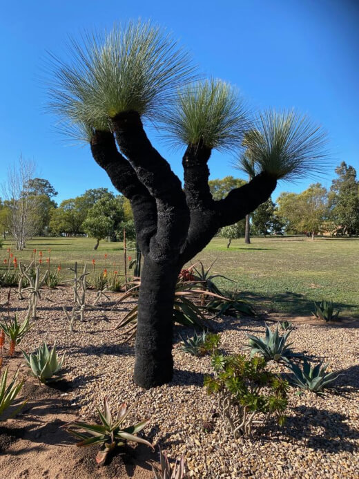 Glauca Grass Tree is the most hardy of all the Grass Trees