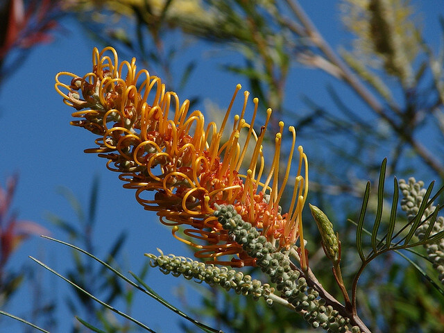 Australia is home to some of the most beautiful native flora in the world