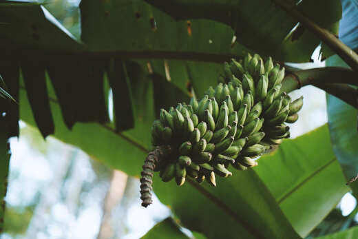 How To Grow Bananas At Home