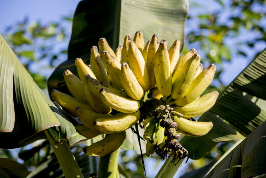 How to Take Care of a Banana Tree How to Take Care of a Banana Tree