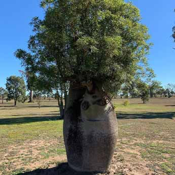Queensland  Bottle Tree is very versatile and easy to grow