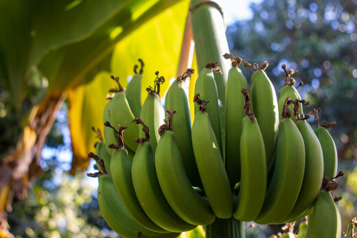 What Should I Look Out For When Taking Care of a Banana Tree