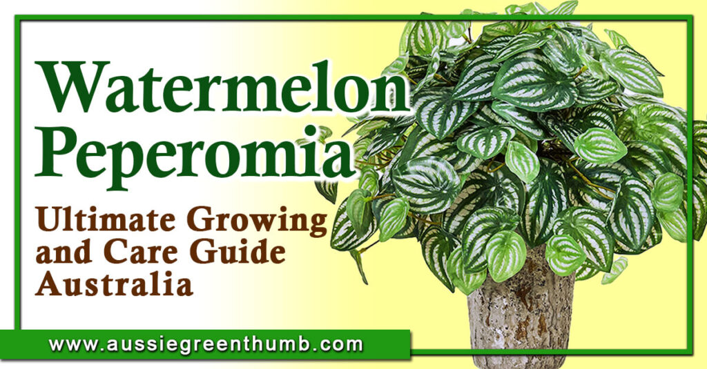 Watermelon Peperomia