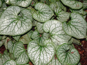 Watermelon Peperomia | Growing and Care Guide Australia