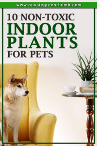 10 Non-Toxic Indoor Plants That Are Safe For Cats and Dogs