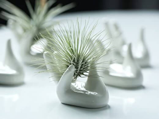 Air plants are decorative, low maintenance, and do not need soil to thrive