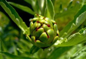 Artichokes Artichokes