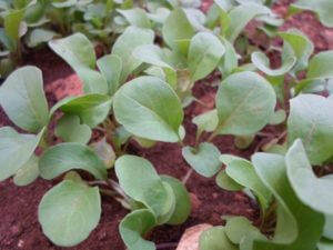 Arugula Arugula