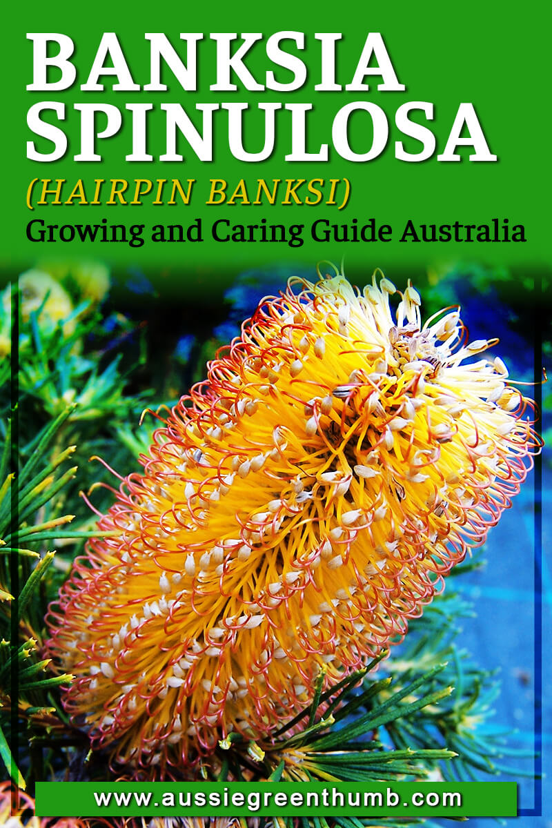 Banksia Spinulosa Growing and Caring Guide Australia