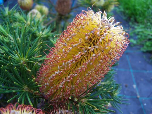 Banksia Spinulosa is more commonly known as Hairpin Banksia