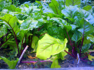 Beets Beets