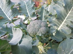 Broccoli Broccoli
