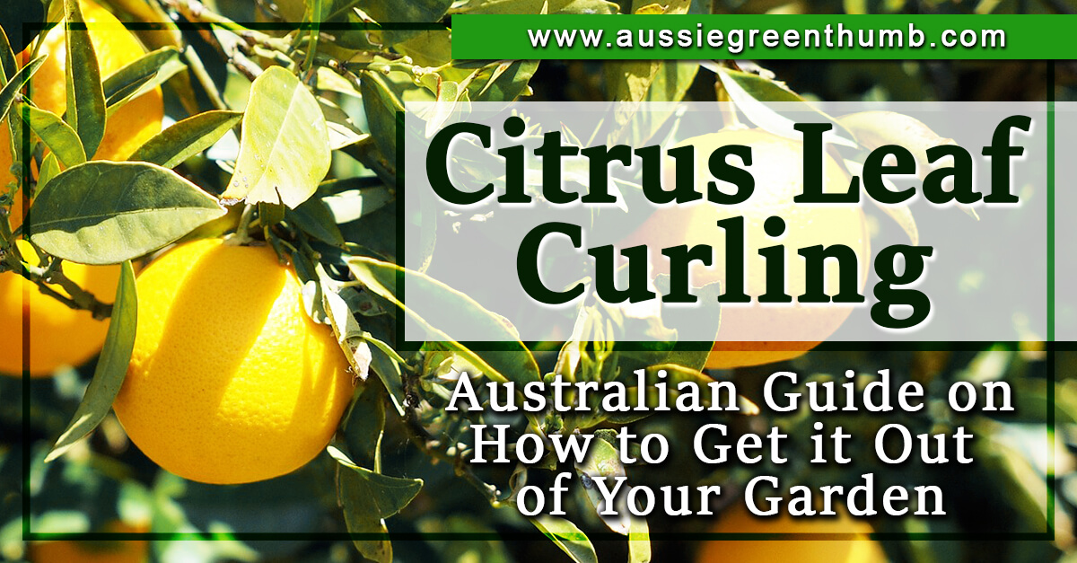 Citrus Leaf Curling | How to Get it Out of Your Garden : AGT