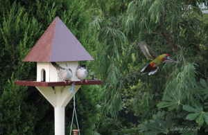 Consider starting by incorporating birdhouses and feeders to create your own aviary