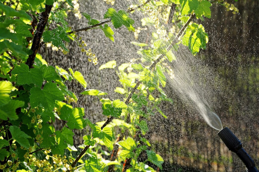 Controlling Citrus Tree Pests Controlling Citrus Tree Pests