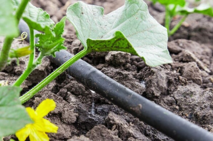 Drip Irrigation Drip Irrigation