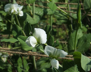 Green Peas Green Peas