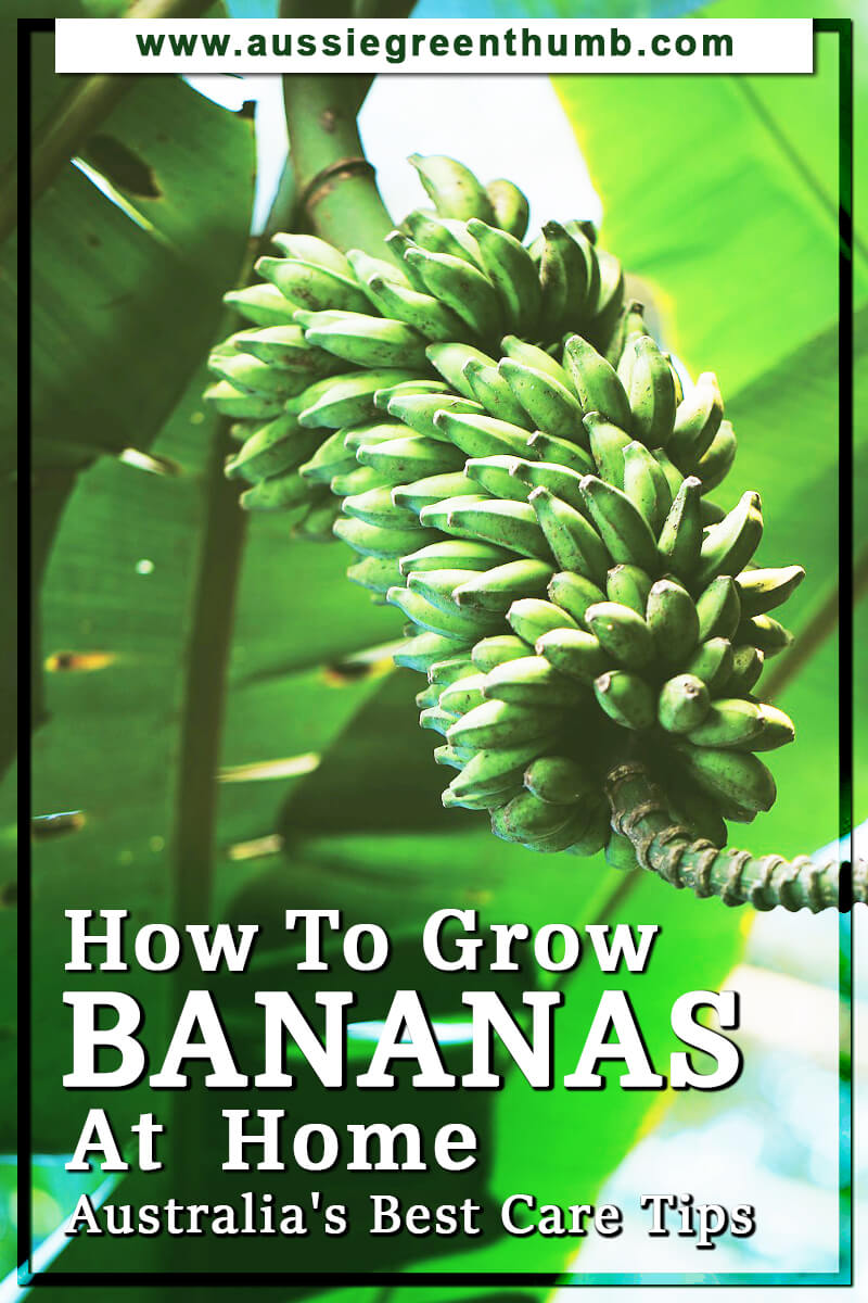 How To Grow Bananas At Home Australia's Best Care Tips
