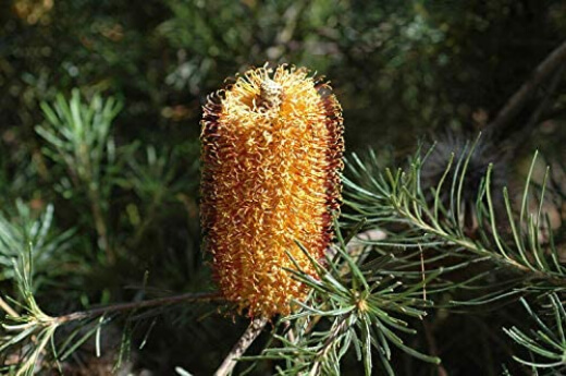 Image of Banksia Spinulosa or bush candles
