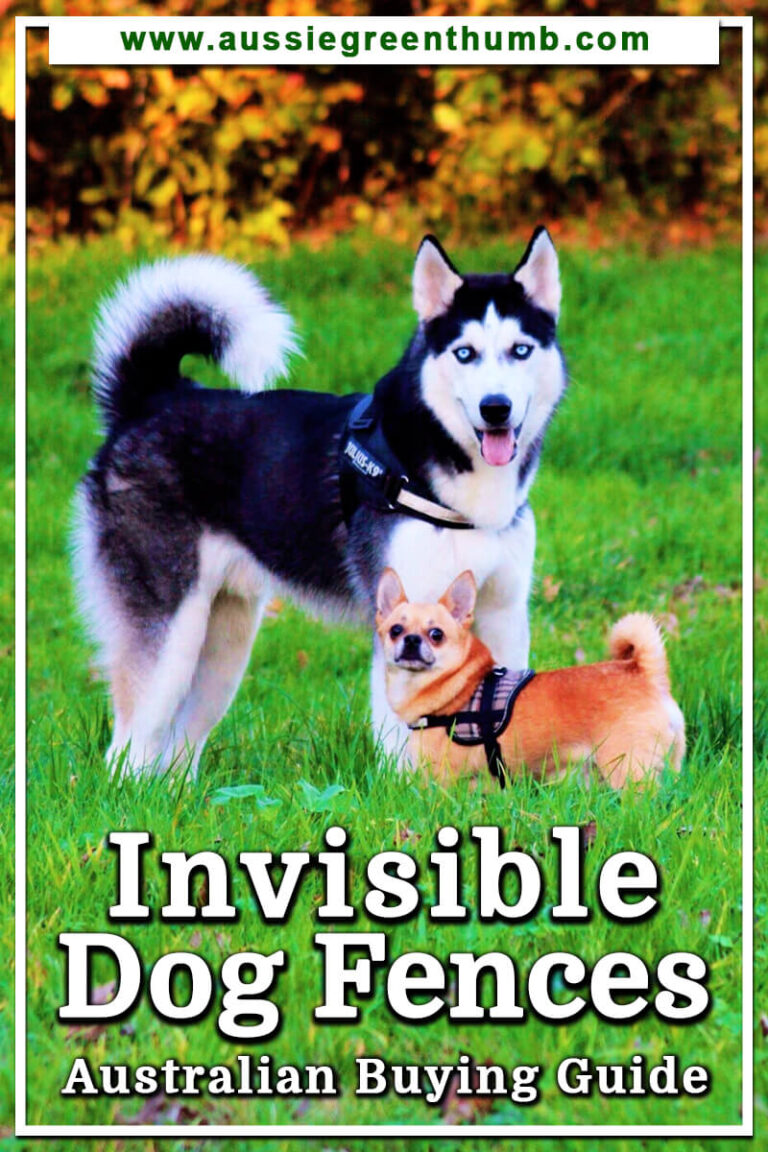 6 Best Invisible Dog Fences of 2024, Tested and Reviewed