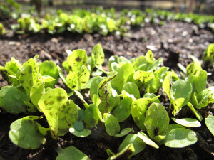 Leafy Greens Leafy Greens