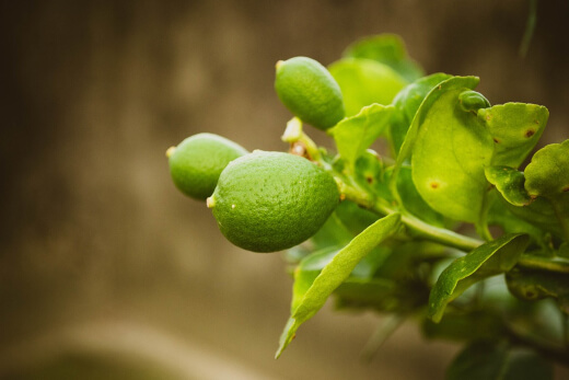 Lemon tree starting to have some citrus leaf curl Lemon tree starting to have some citrus leaf curl