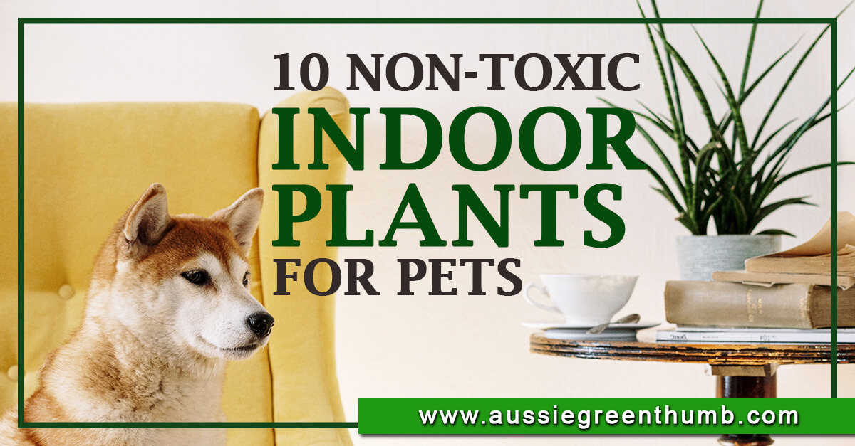 10 Non-Toxic Indoor Plants That Are Safe For Cats And Dogs