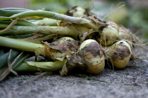 Onions Onions
