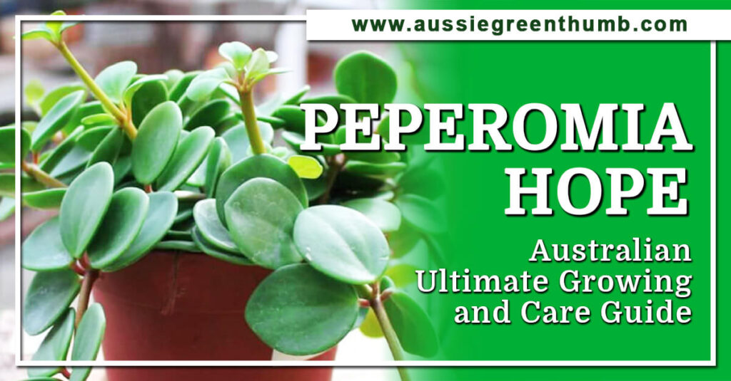 Peperomia Hope Guide