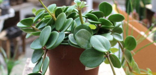 Peperomia Hope Ultimate Growing and Care Guide