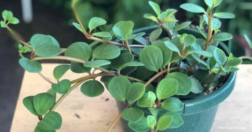 Peperomia is incredibly easy to propagate from a leaf cutting, a feature it shares with succulents